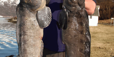 wolf fish double 1.gif